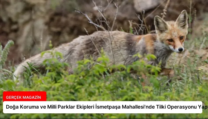 Doğa Koruma ve Milli Parklar Ekipleri İsmetpaşa Mahallesi’nde Tilki Operasyonu Yaptı