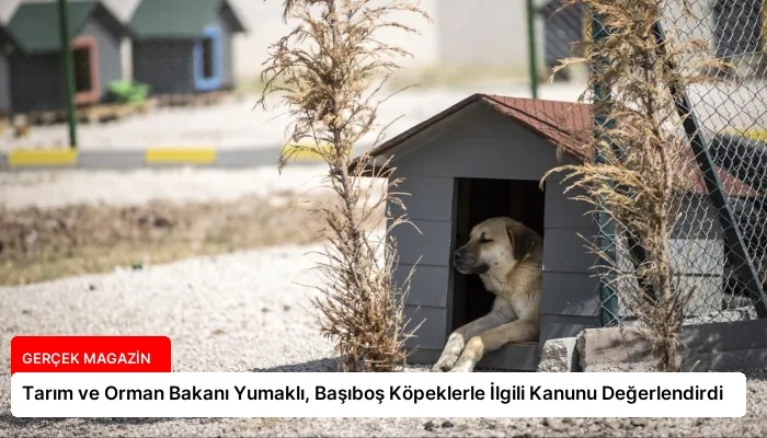 Tarım ve Orman Bakanı Yumaklı, Başıboş Köpeklerle İlgili Kanunu Değerlendirdi