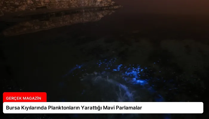 Bursa Kıyılarında Planktonların Yarattığı Mavi Parlamalar