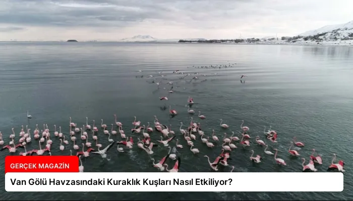 Van Gölü Havzasındaki Kuraklık Kuşları Nasıl Etkiliyor?