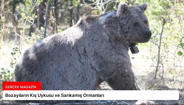 Bozayıların Kış Uykusu ve Sarıkamış Ormanları