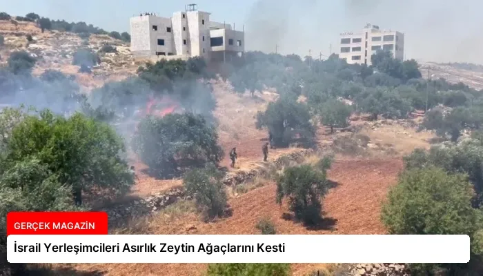 İsrail Yerleşimcileri Asırlık Zeytin Ağaçlarını Kesti