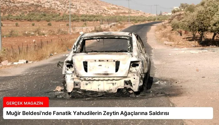 Muğir Beldesi’nde Fanatik Yahudilerin Zeytin Ağaçlarına Saldırısı