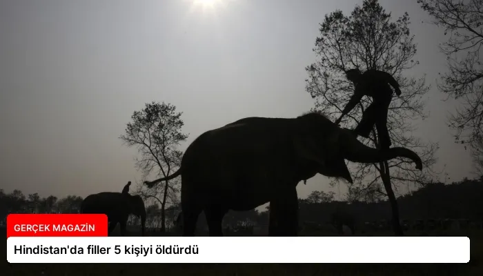 Hindistan’da filler 5 kişiyi öldürdü